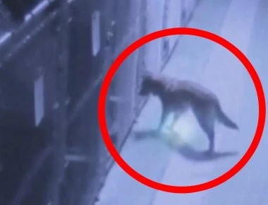 Βίντεο: 5 τηλεμεταφορές ζώων που «έπιασε» η κάμερα και κανείς δεν μπορεί να εξηγήσει!